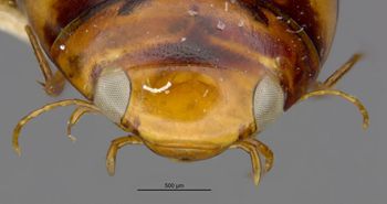 Media type: image;   Entomology 23886 Aspect: head frontal view